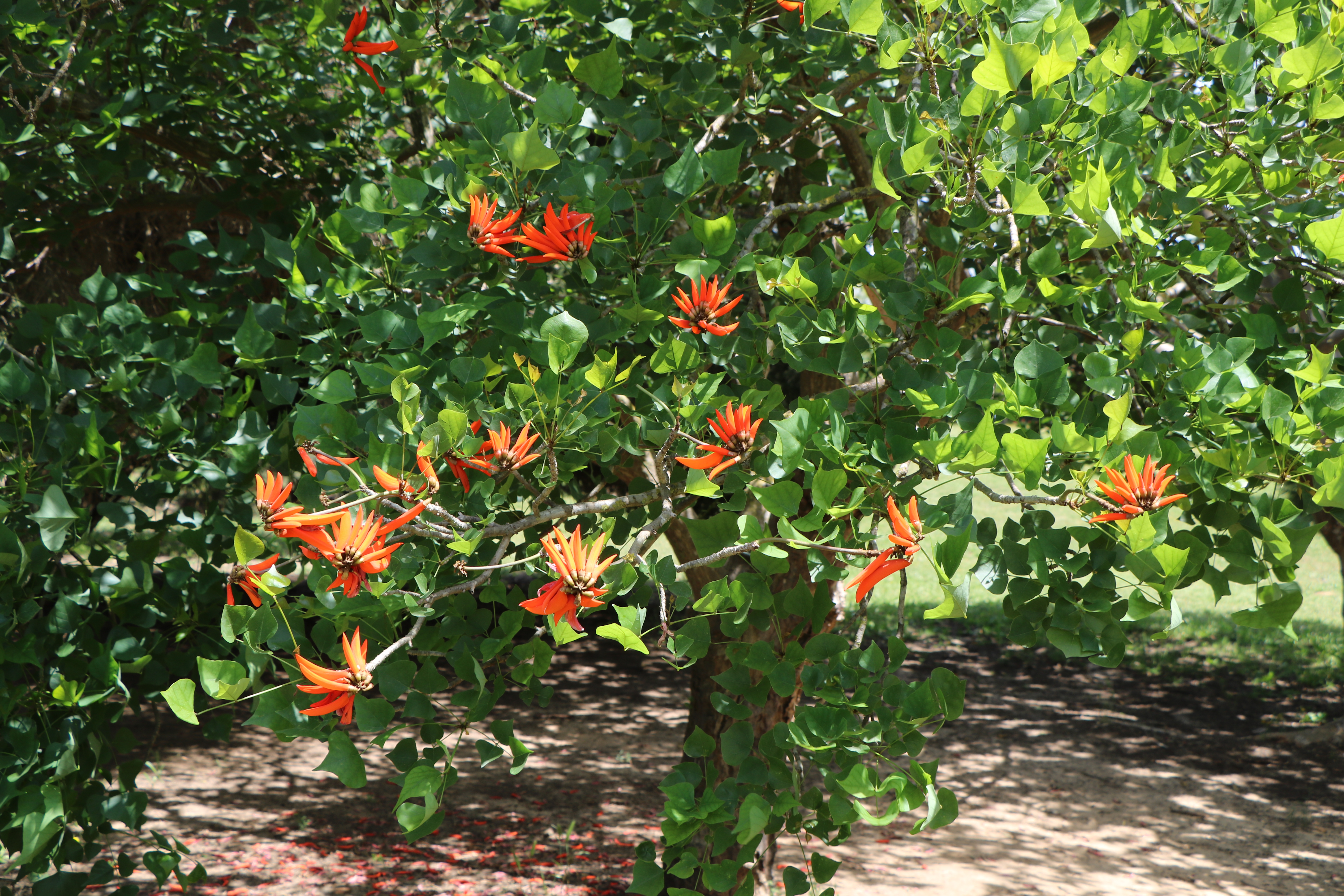Corallodendrum